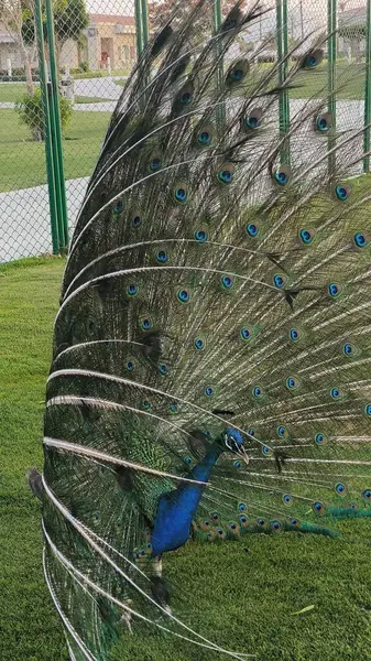 Bir Peacock 'a yaklaş. Muhteşem kuyruğunu sergiliyor.