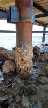 Temiz deniz suyuna uzanan metal yığınları tarafından desteklenen ahşap iskelenin altından görünen bir manzara. Yığınların altında deniz büyümeleri görülebiliyor. Kayalar ve mercanlar suda görülebilir.
