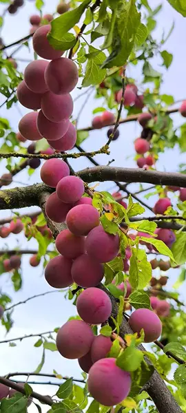 Bir sürü olgun, sulu pembe erikli dallar yeşil yaprakların arasında asılı.
