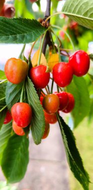 Olgunlaşmış ve yarı olgunlaşmış meyvelerle dolu kiraz ağacı dalları çeşitli tonlarda kırmızı, turuncu ve sarımsı yeşil renklerde gelmektedir..