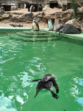 Bir grup Humboldt pengueni rahatlar ve hayvanat bahçesindeki havuzda oynarlar.