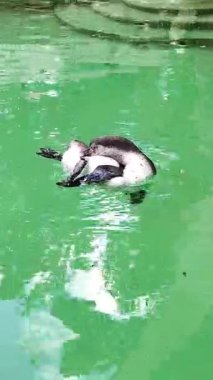 Bir grup Humboldt pengueni rahatlar ve hayvanat bahçesindeki havuzda oynarlar.