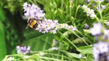 Açık mor bir lavanta çiçeğinin üzerinde oturan bir yaban arısı nektar topluyor.