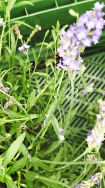 Açık mor bir lavanta çiçeğinin üzerinde oturan bir yaban arısı nektar topluyor.