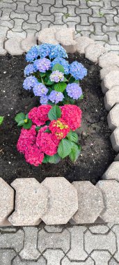 Parlak bir çiçek tarhı. Çiçek açan iki çalılık ortanca. Çiçekler zengin yeşil yapraklarla çevrilidir. Çiçek yatağı gri taş kenar fayanslarıyla güzelce çerçevelenmiş.