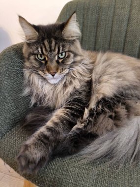 Güzel ve büyük bir Maine Rakunu kedisi anlamlı yeşil gözleri ve uzun bıyıkları ile rahat yeşil bir sandalyede oturur, lükslü tüylü kaplan kürkünü ve uzun kuyruğunu gösterir.