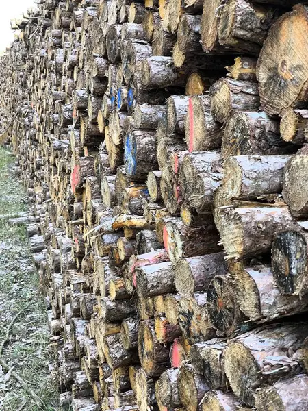 Uzun bir çam kütüğü duvarı, düzgünce istiflenmiş. Bazı kütüklerin uçlarında mavi ve kırmızı boya izleri var. Bu da odunların sıralanma ve kaynağını gösteriyor..