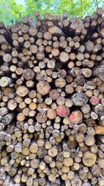 Uzun bir çam kütüğü duvarı, düzgünce istiflenmiş. Bazı kütüklerin uçlarında mavi ve kırmızı boya izleri var. Bu da odunların sıralanma ve kaynağını gösteriyor..