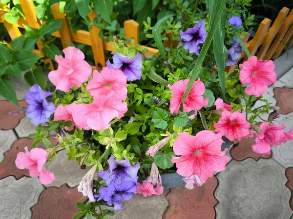 Bahçe tenceresinde yemyeşil bir petunya gösterisi. Çiçekler canlı, doygun renklerle sunuluyor. Arka planda dekoratif ahşap bir çit bir yazlık bahçe ya da kır evi atmosferi yaratır..