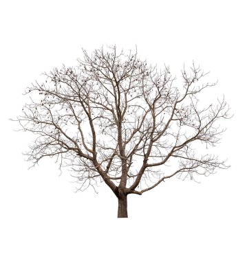 Tek ve ölü ağaç izole edilmiş.