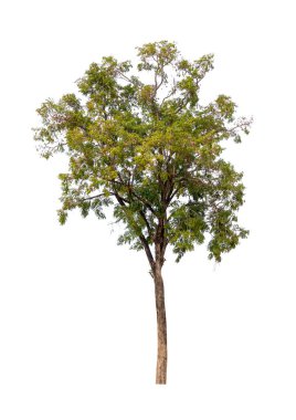 Isolated single tree greenery botanical