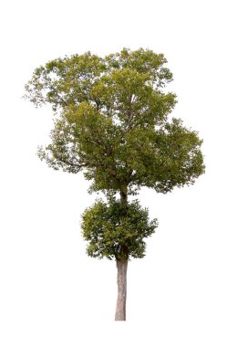 Isolated single tree greenery botanical