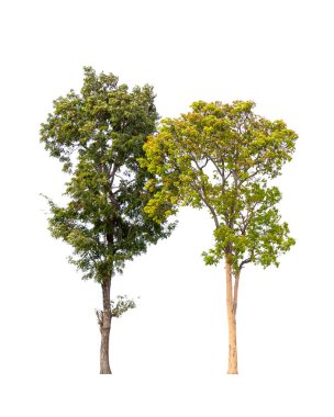 Isolated two tree greenery botanical