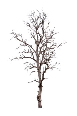 Tek ve ölü ağaç izole edilmiş.