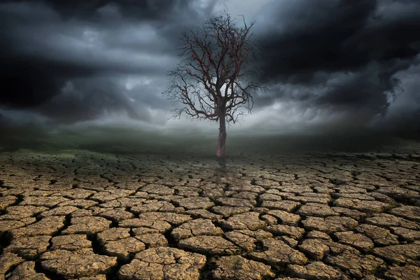 Mrtvý Velký Strom Suché Oblasti Půda Prasklá Během Dešťové Bouře — Stock fotografie