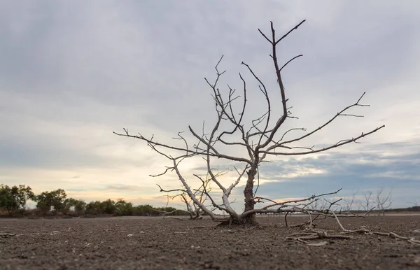 Small dry tree dead on dry land drought