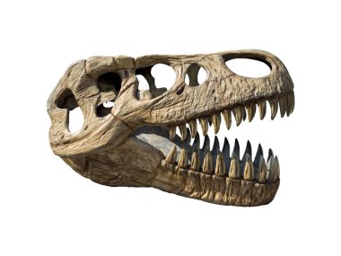 Tyrannosaurus rex 'in (T-rex) fosil kemik kafatası ve çenesi. Beyaz arka planda izole edilmiş. Kesme yolu.