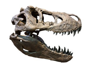 Tyrannosaurus rex 'in (T-rex) fosil kemik kafatası ve çenesi. Beyaz arka planda izole edilmiş. Kesme yolu.