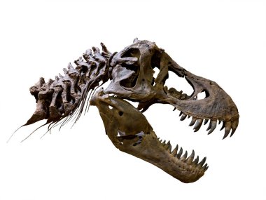 Tyrannosaurus rex 'in (T-rex) fosil kemik kafatası ve çenesi. Beyaz arka planda izole edilmiş. Kesme yolu.