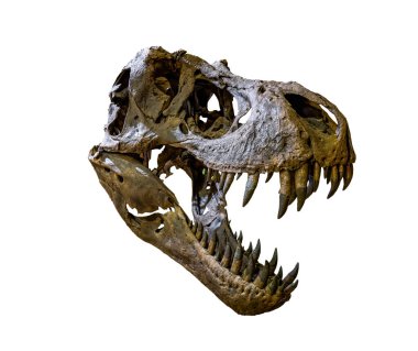 Tyrannosaurus rex 'in (T-rex) fosil kemik kafatası ve çenesi. Beyaz arka planda izole edilmiş. Kesme yolu.
