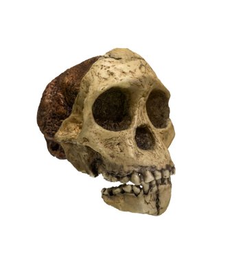 Astralopithecus africanus 'un kafatası 2,5 milyon yıl önce beyaz arka planda izole edilmiş. Kesme yolu.