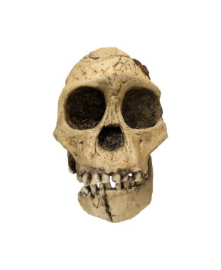 Astralopithecus africanus 'un kafatası 2,5 milyon yıl önce beyaz arka planda izole edilmiş. Kesme yolu.