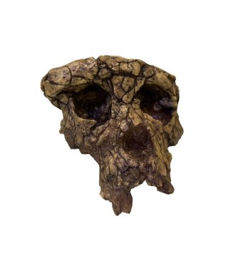 Sahelanthropus tchadensis Skull (Toumai). 2001 yılında Kuzey Çad, Orta Afrika 'daki Curab çölünde keşfedildi. Geçmişi 7-6 milyon yıl öncesine dayanıyor. Kesme yolu.