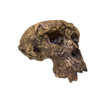 Sahelanthropus tchadensis Skull (Toumai). 2001 yılında Kuzey Çad, Orta Afrika 'daki Curab çölünde keşfedildi. Geçmişi 7-6 milyon yıl öncesine dayanıyor. Kesme yolu.