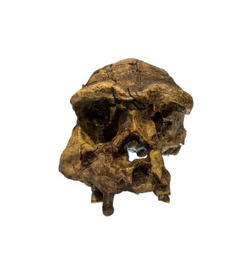 Erectus kafatası. 1969 'da Sangiran, Java, Endonezya' da keşfedildi. 1 milyon yıl öncesine ait. beyaz arkaplan ve kırpma yolu üzerinde izole.