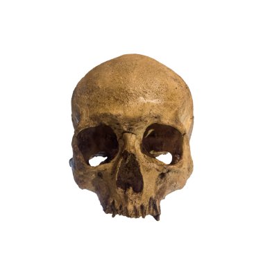 Beyaz arkaplanda ve kırpma yolunda izole edilmiş sapienlerin kafatası.