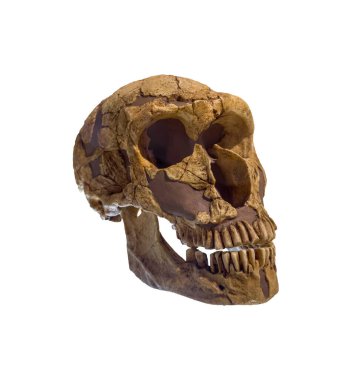 Neanderthalensis 'in kafatası yaklaşık 50.000 yaşında. beyaz arkaplan ve kırpma yolu üzerinde izole.