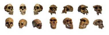 Beyaz arka plana ve kırpma yoluna izole edilmiş antik insan veya hayvan koleksiyonunun sapiens kafatası.