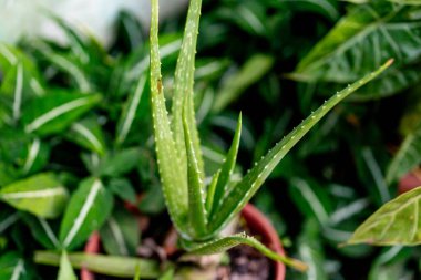 yeşil yapraklı aloe vera bitkileri