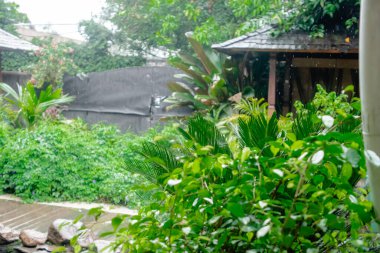 Ormandaki güzel tropikal bahçe