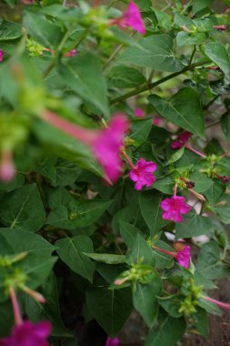 Bahçedeki pembe çiçekler