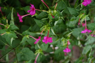 doğa kırmızı çiçekler