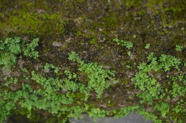Yakın - ormandaki yosun manzarası.