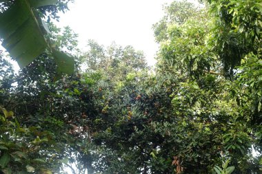 Ormanda yeşil ağaçlar