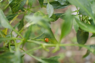 Yaklaş - bir bitkinin yeşil yaprağına