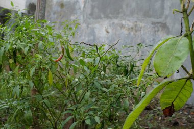 Bahçedeki yeşil bitkiler