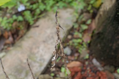 Bahçedeki ölü bitkinin yakın görüntüsü.
