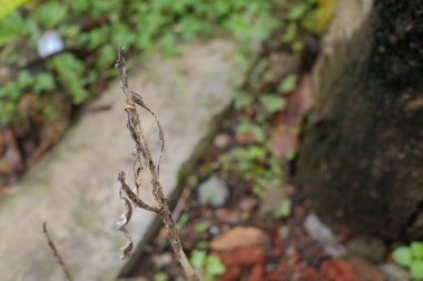 Güzel beyaz bir çiçeğin yakın çekimi.