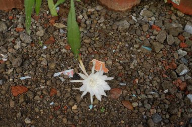 Doğada beyaz çiçek