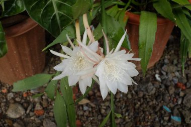 Bahçedeki güzel çiçekler