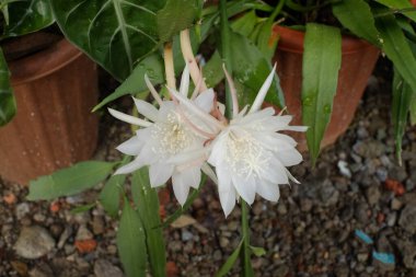 Bahçedeki güzel çiçekler