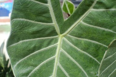 doğanın yeşil yaprak