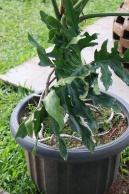 Kaktüs bitkisine yakın.