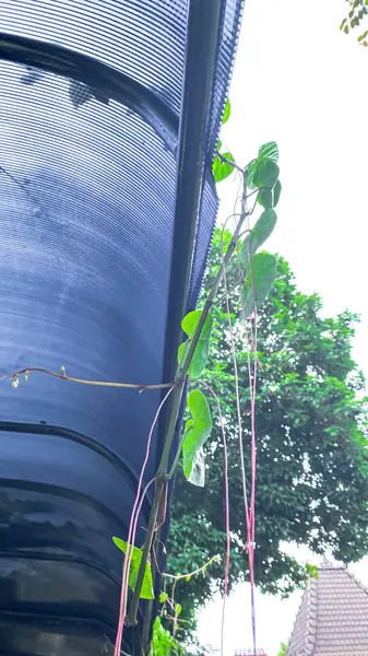 Bahçedeki yeşil bitki