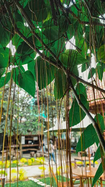 Ormanın güzel manzarası