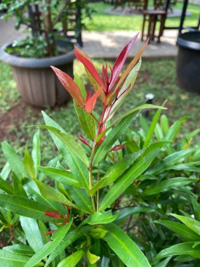 Güzel botanik fotoğrafı, doğal duvar kağıdı.